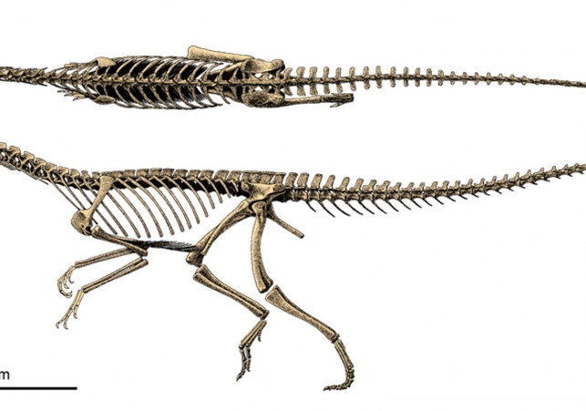 Silesaurus szkielet