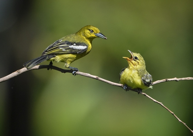 ptaki na poprawe nastroju