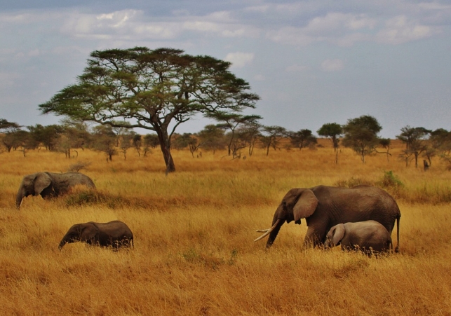 badania w Parku Narodowym Serengeti