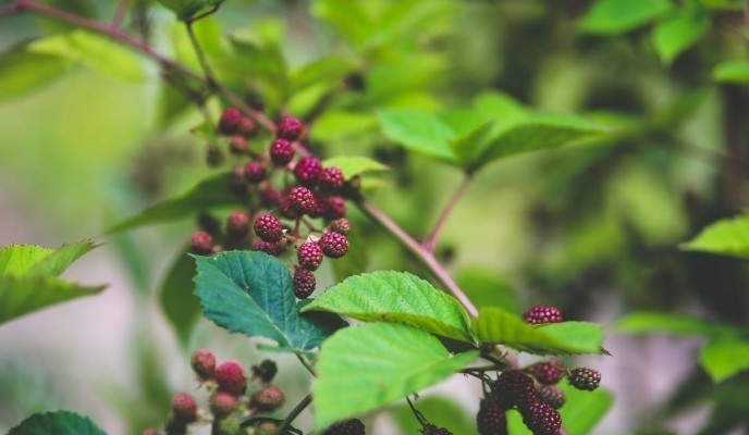 nature-red-bush-young