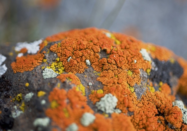 porosty w przyrodzie