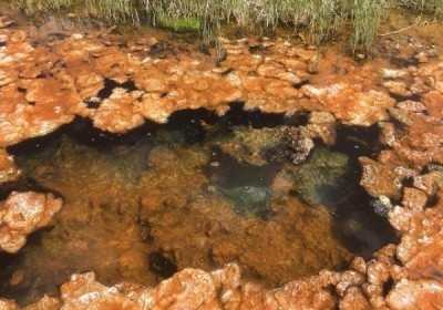 nowy gatunek cyjanobakterii