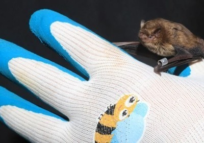 wędrówki nietoperzy