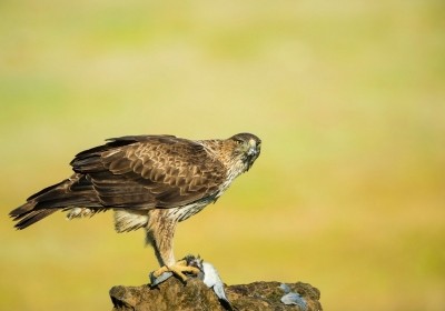 różnorodność biologiczną w Hiszpanii