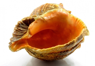 kolekcja muszli