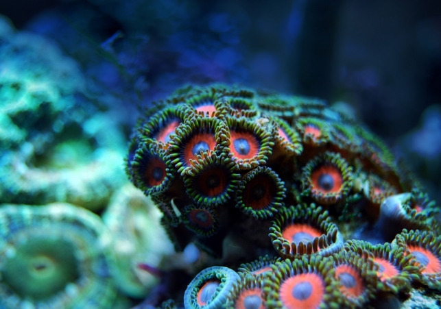 wielka rafa koralowa